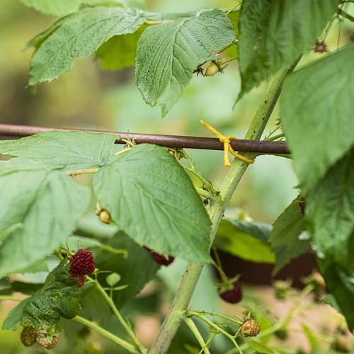 Bavlnený špagát žltý 2 mm/55 m/100 g - 9