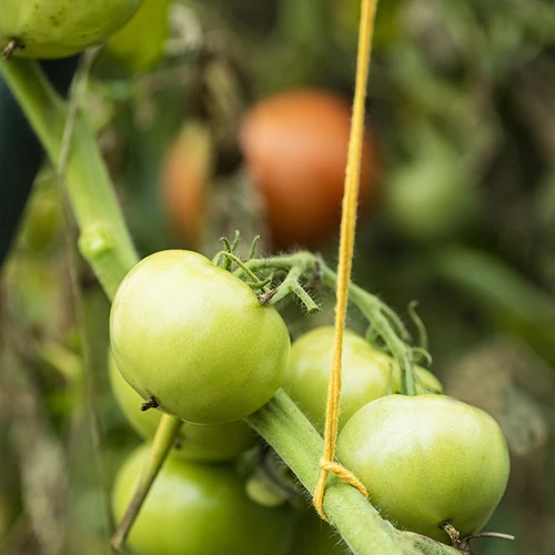 Bavlnený špagát žltý 2 mm/55 m/100 g - 10