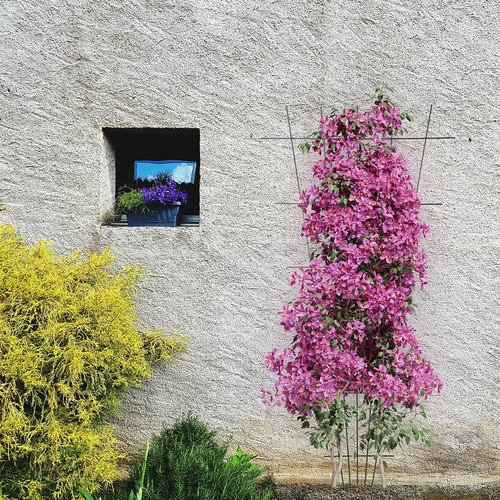 Podpera pre rastliny - mriežka (150cm x 75cm) 2 kusy - 4