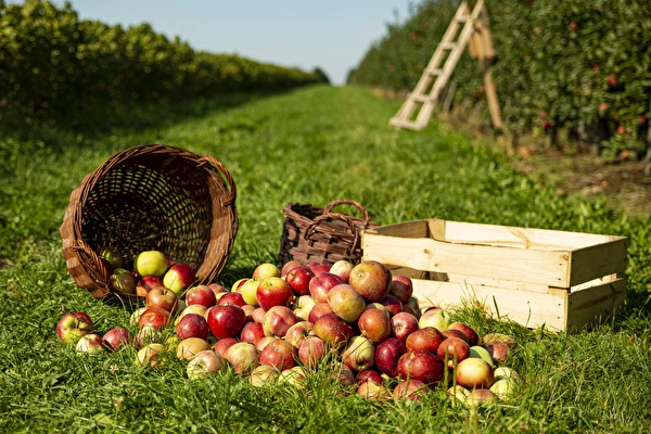 Domáci cider